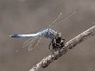 Orthetrum caledonicum male-5